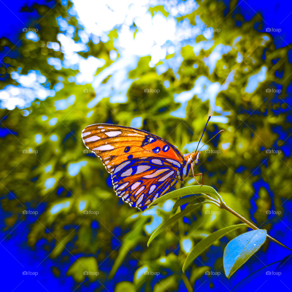 Fantasy Blue Butterfly