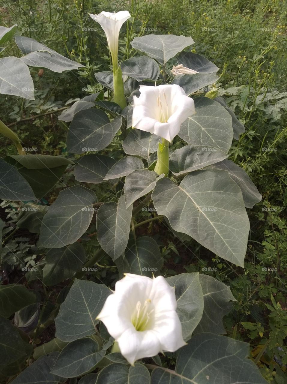 the datura flower seasonal fresh shurb small size looks very beautiful generally found everywhere very poisonous species