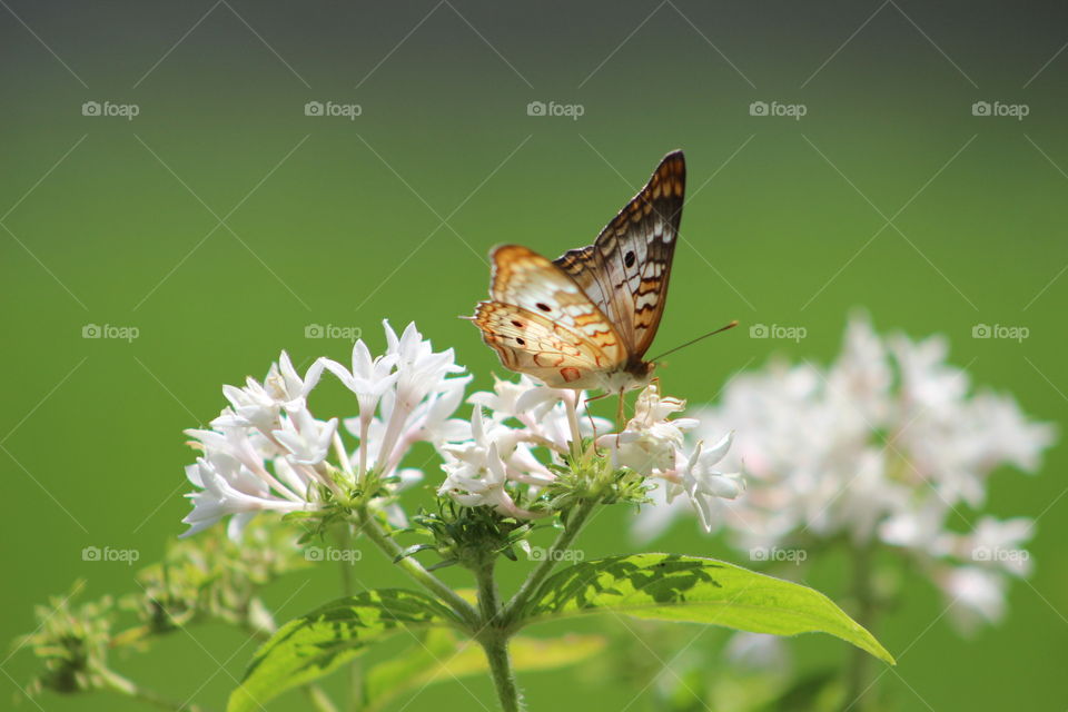 Butterfly on a pentas