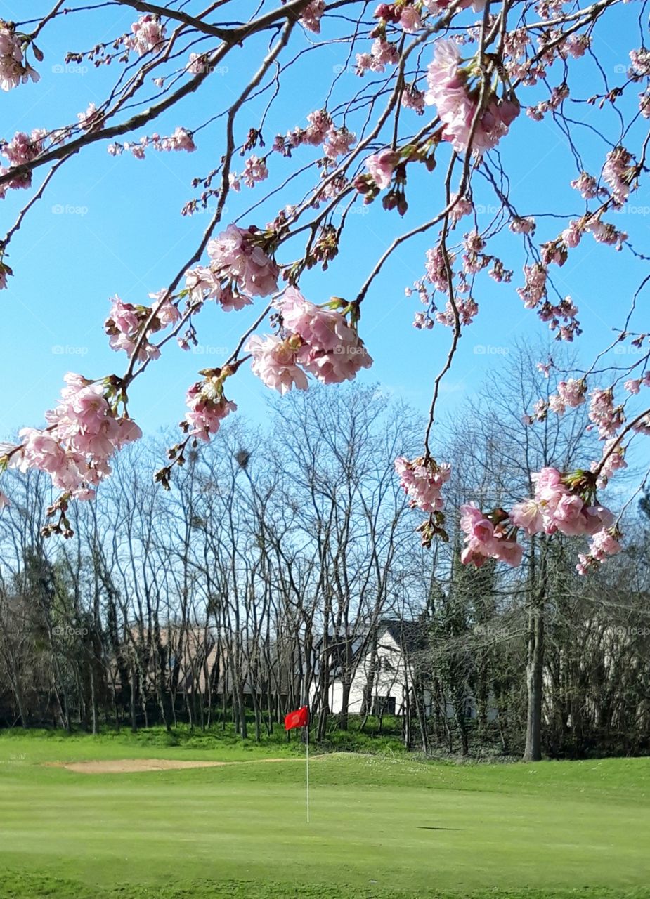 Cherrytree on a golf course