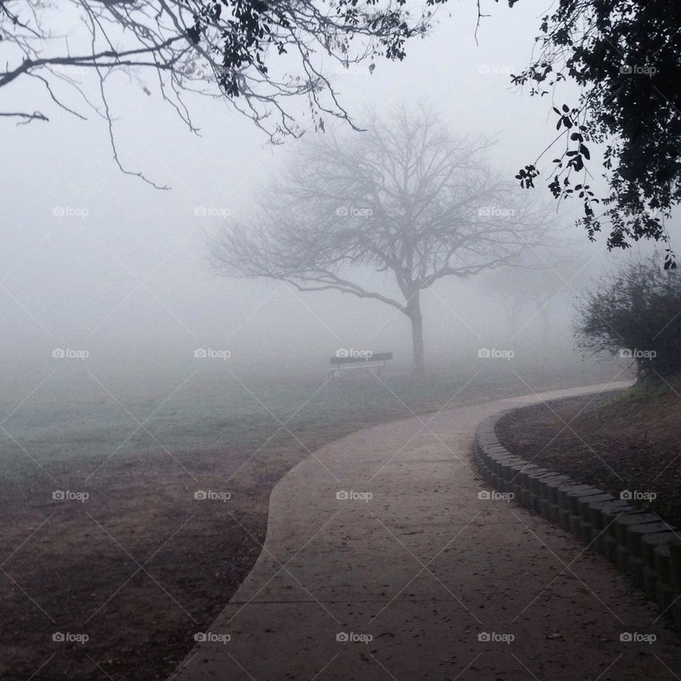 Fog is beauty