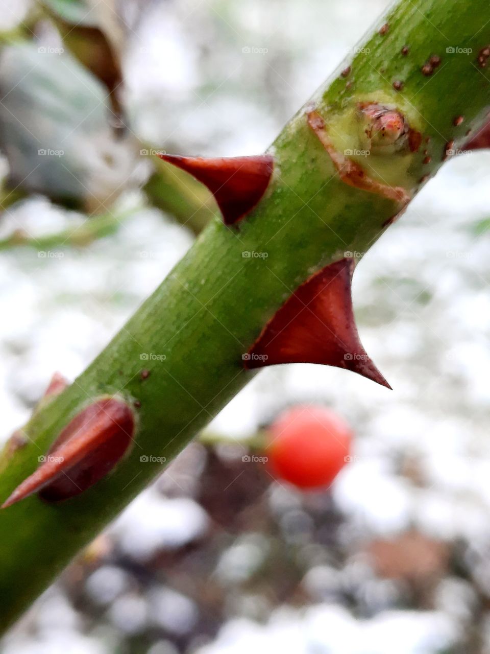 rule of thirds - close-up of green shoot of a rose with three red thorn