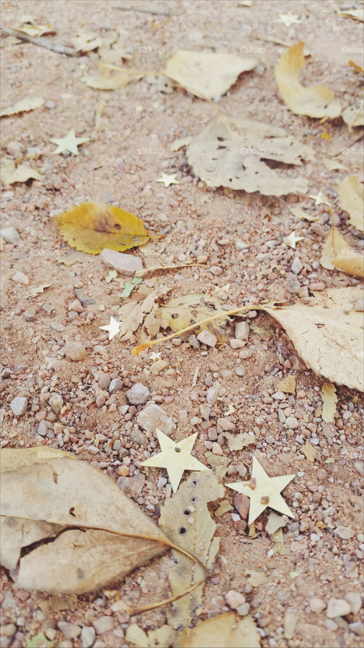 Fall Leaves And Confetti