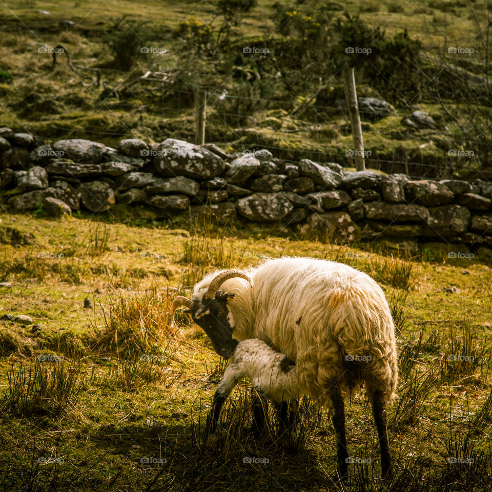 Sheep, Animal, Mammal, Grass, Merino