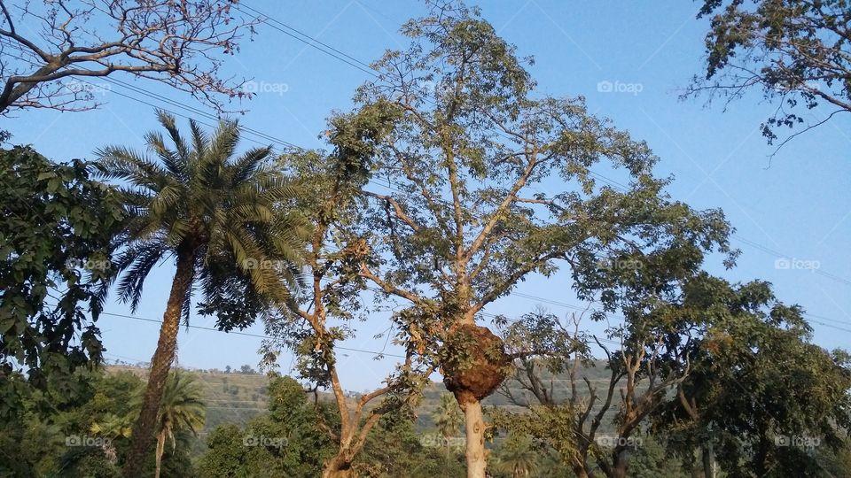 A very beautiful tree in the forest and a lump in the stem with it, which is very beautiful.