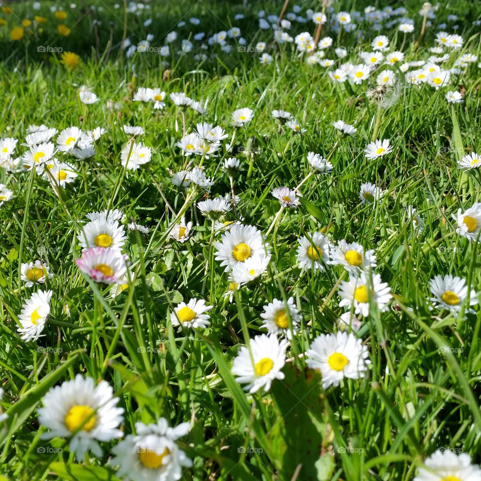 Flora, Flower, Summer, Nature, Hayfield