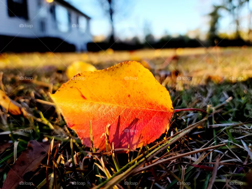 Autumn Leaf