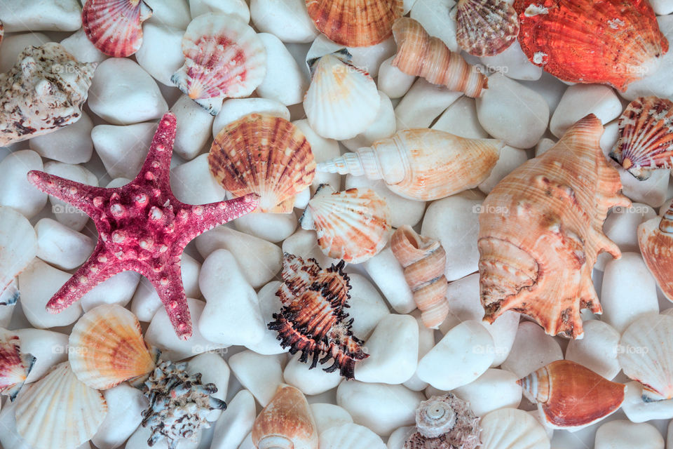 Seashells and starfish on a background of white stones