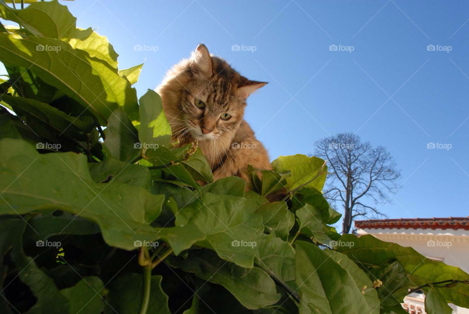 sky green blue tree by el62580000