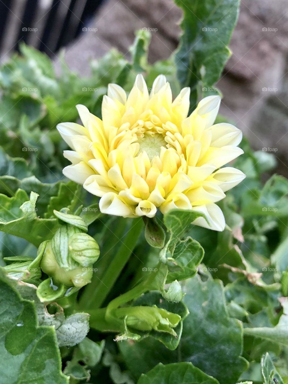 Pretty blooming yellow dahlia flower petals leaves foliage glimmer of happiness buds summer flowers backyard container garden patio plants gardening neighborhood landscaping relaxing new life colorful