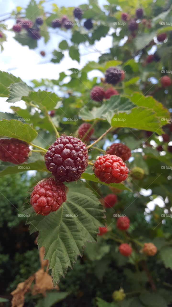 Close-up of rasberries