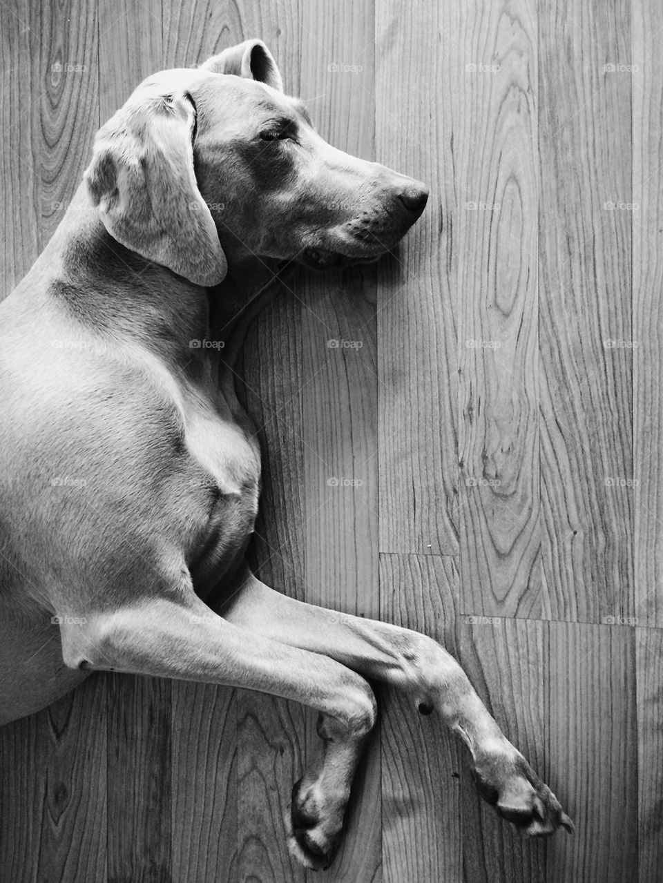 Sleeping Weimaraner 