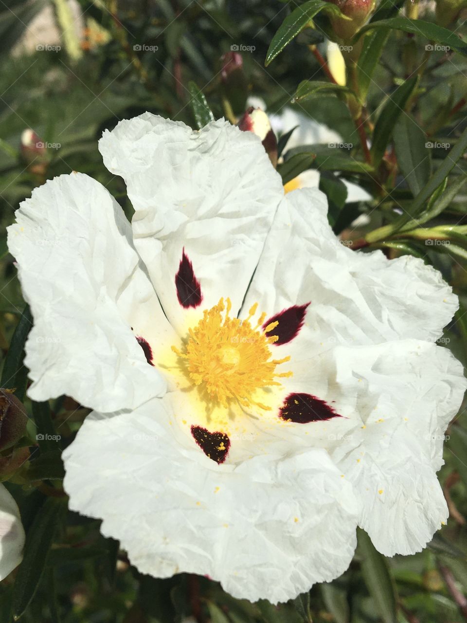 Cistea flower blooming in Springtime 
