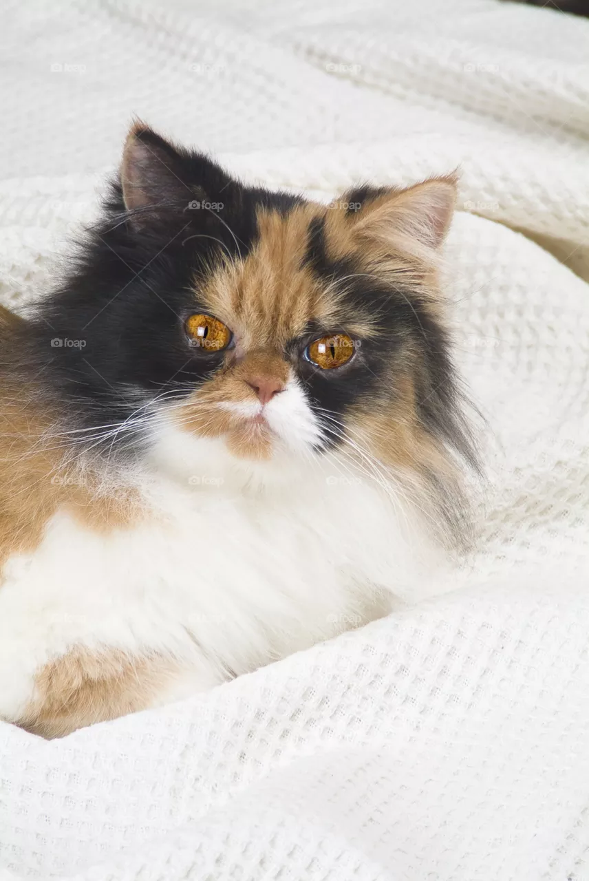 Cat look