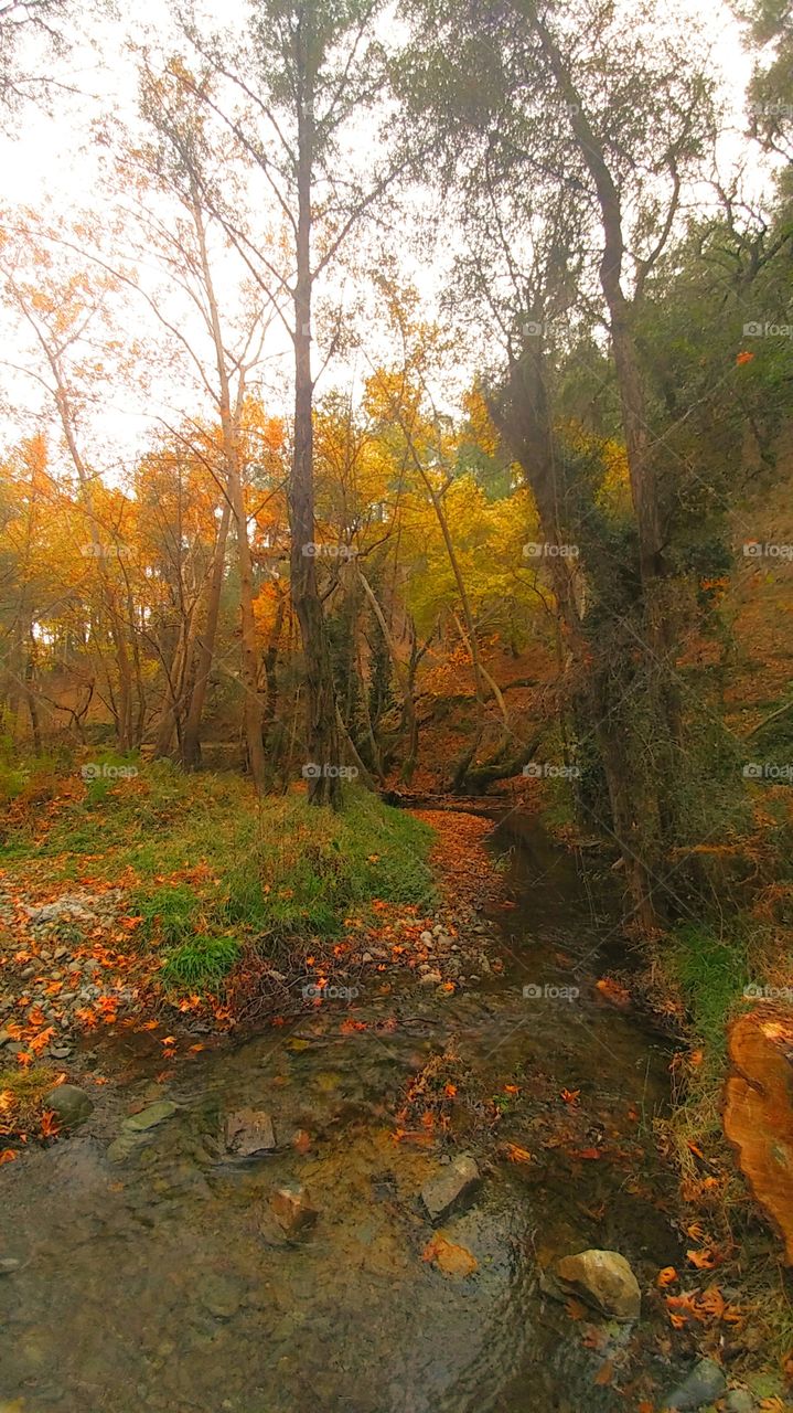 A beautiful place  at Kaminaria forest in Cyprus... in winter a big river crossing the forest!!