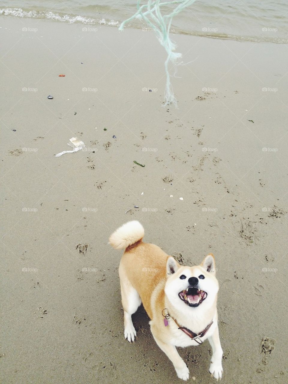 Crazy shiba