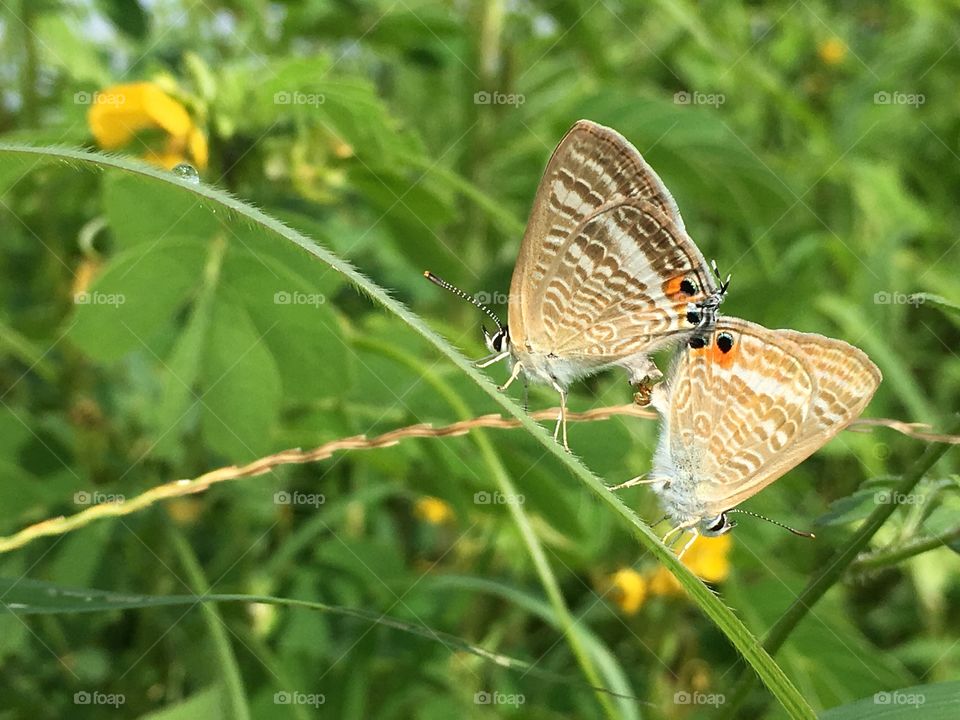 Indian pea blue butterfly mating.. The moment of butterflies life cycle.. female and male butterfly together... wow