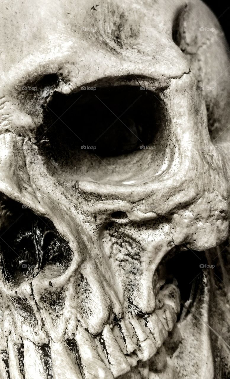 closeup of creepy Halloween skull prop