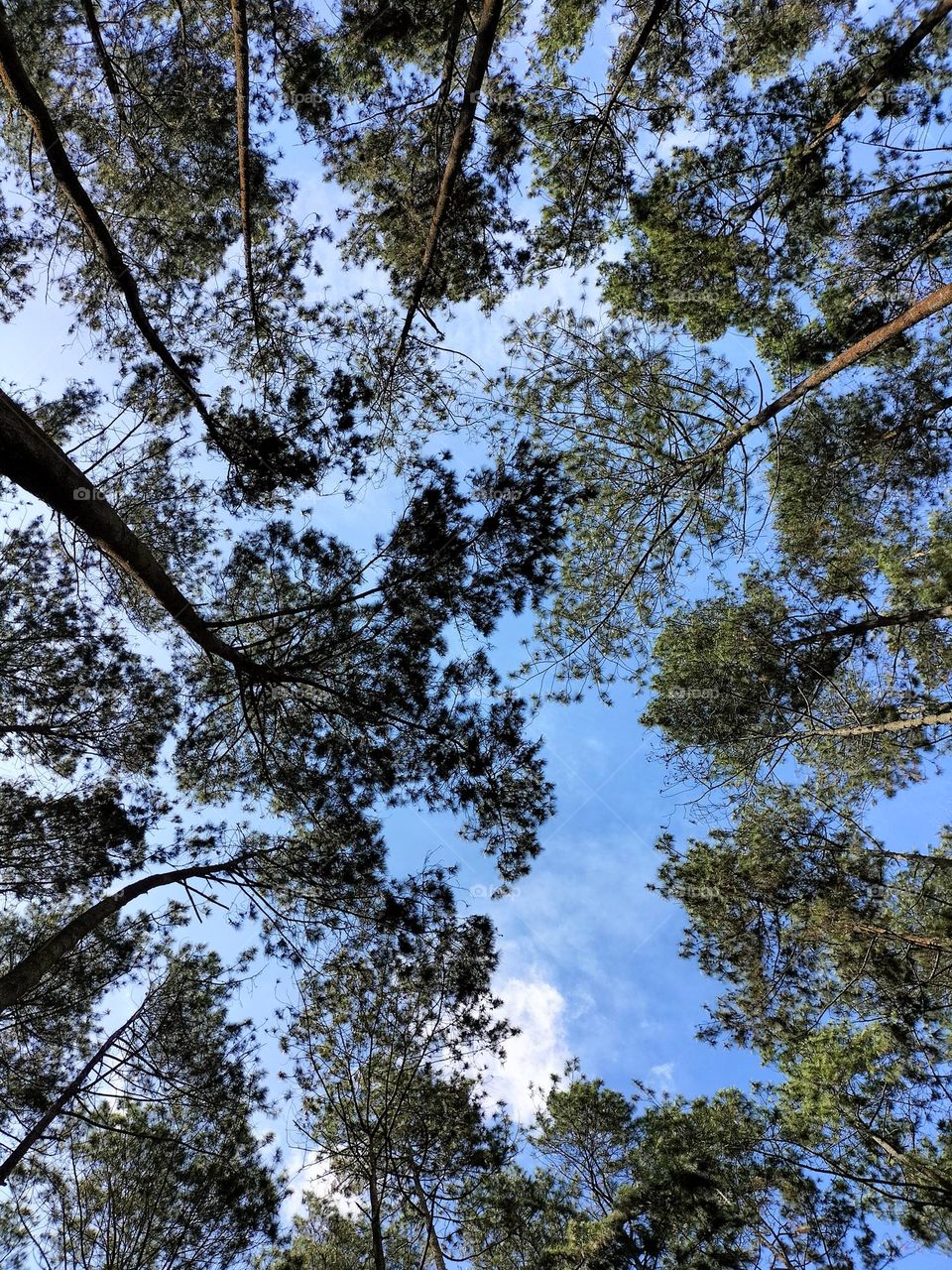 photo of pine trees taken from below