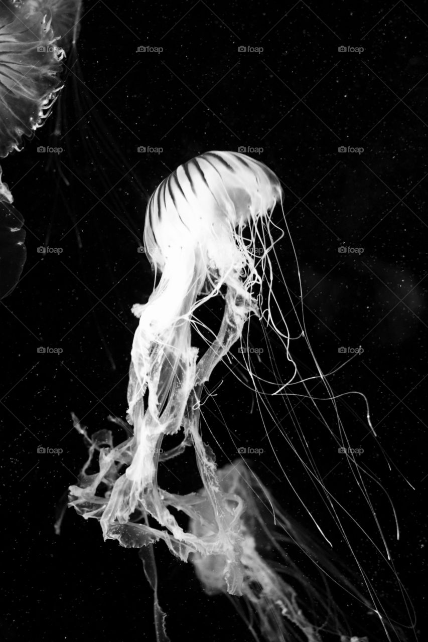 Jellyfish underwater