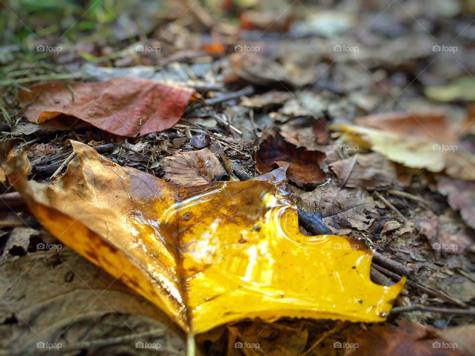 The puddles of Autumn . A fallen leaf collects recent rainwater. 