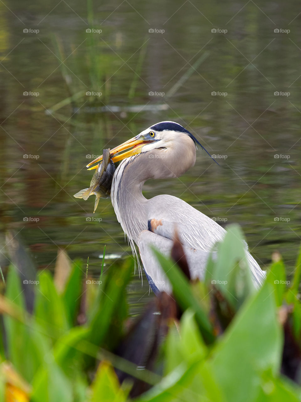 Great Blue Heron with Fish in Beak