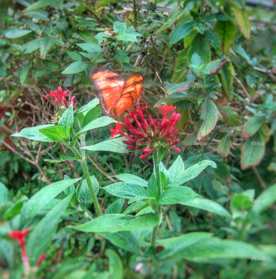 flores borboleta