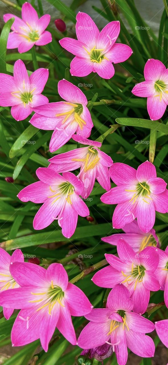 Pink Flower Wallpaper