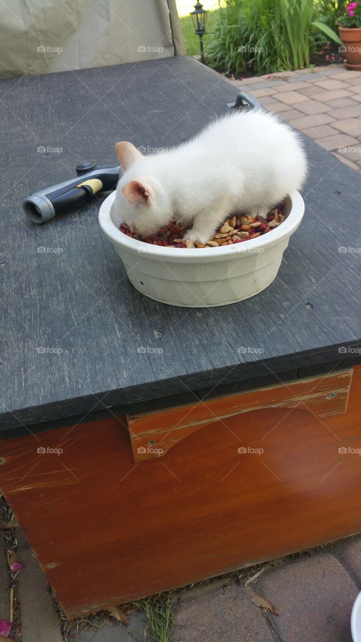 hungry kitty