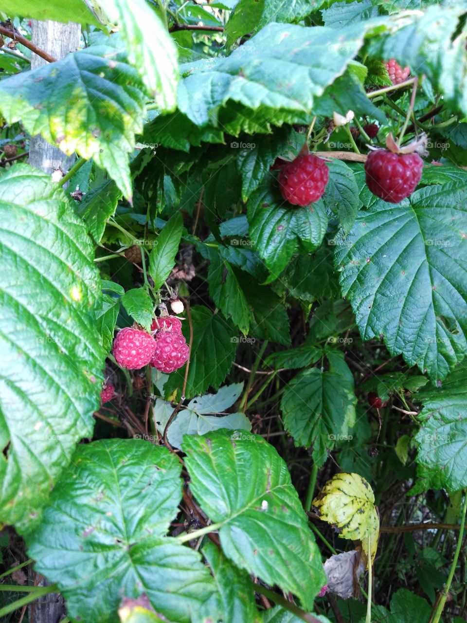 Сбор малины