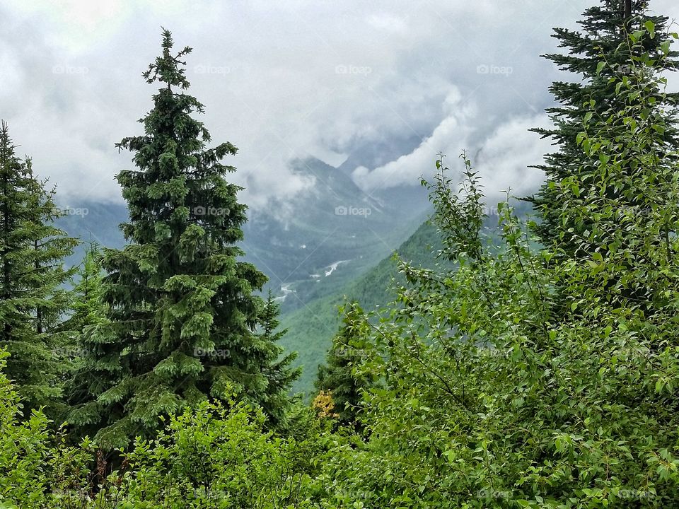 Forests in the clouds.