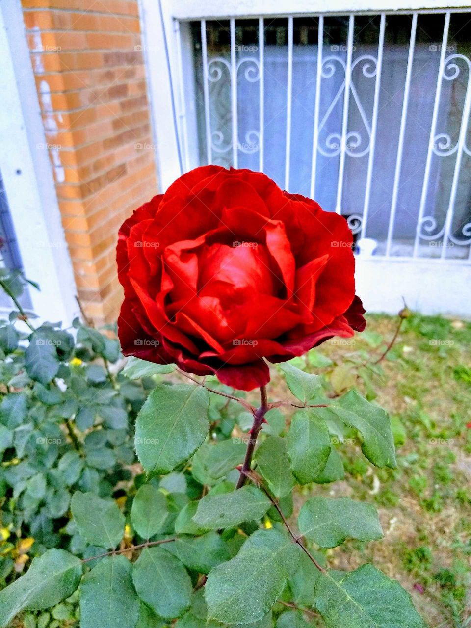 La rosa más hermosa
