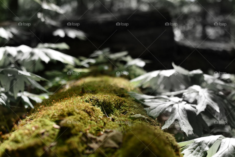 Nature, Leaf, Moss, No Person, Wood