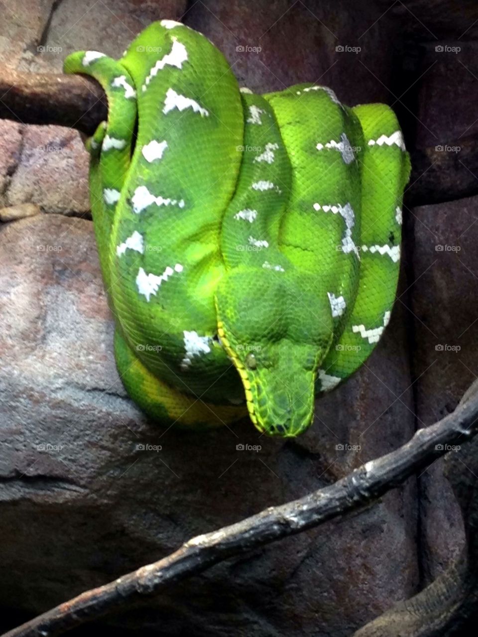 Green tree python curled up on branch