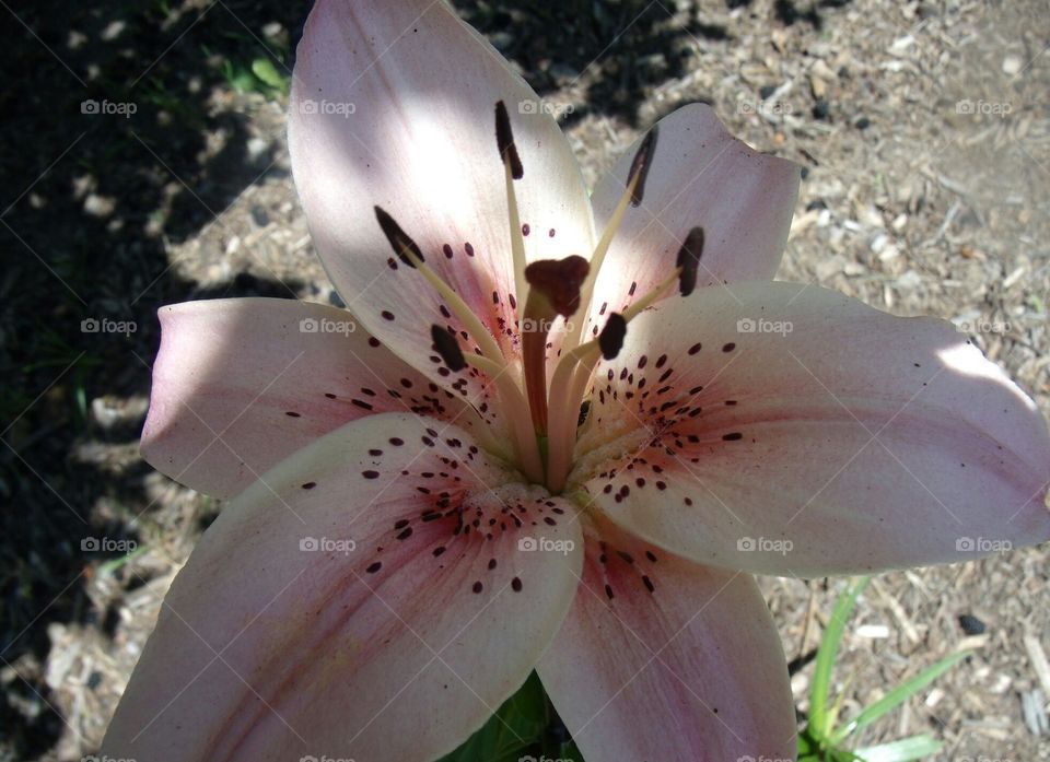 pretty pink . soft pink lonesome lily