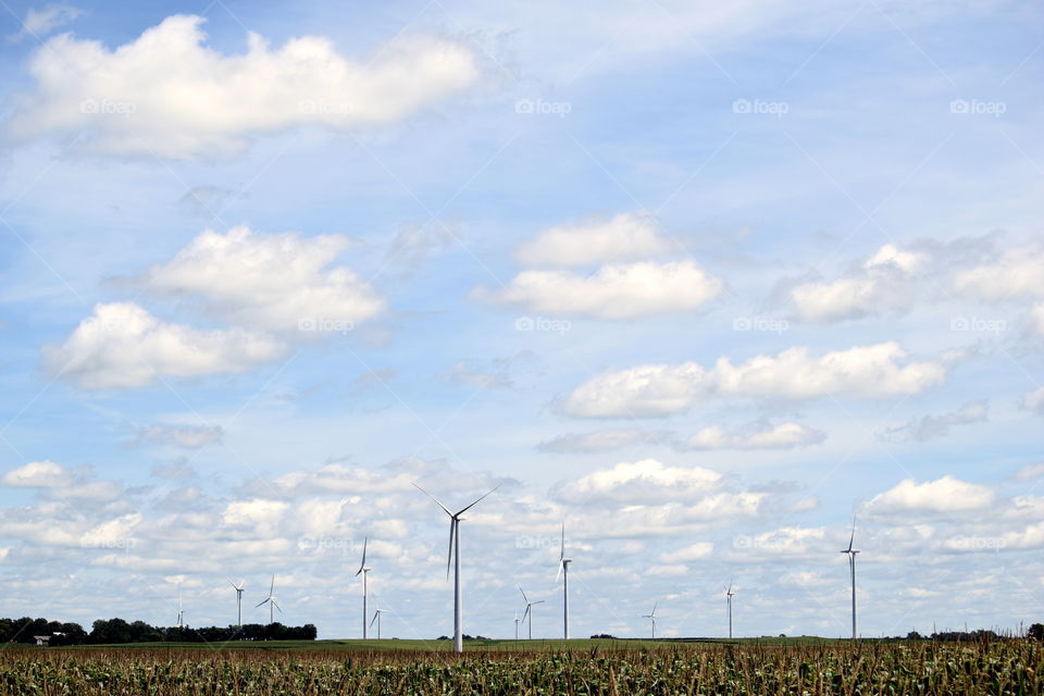 Windmills & Corn Fields