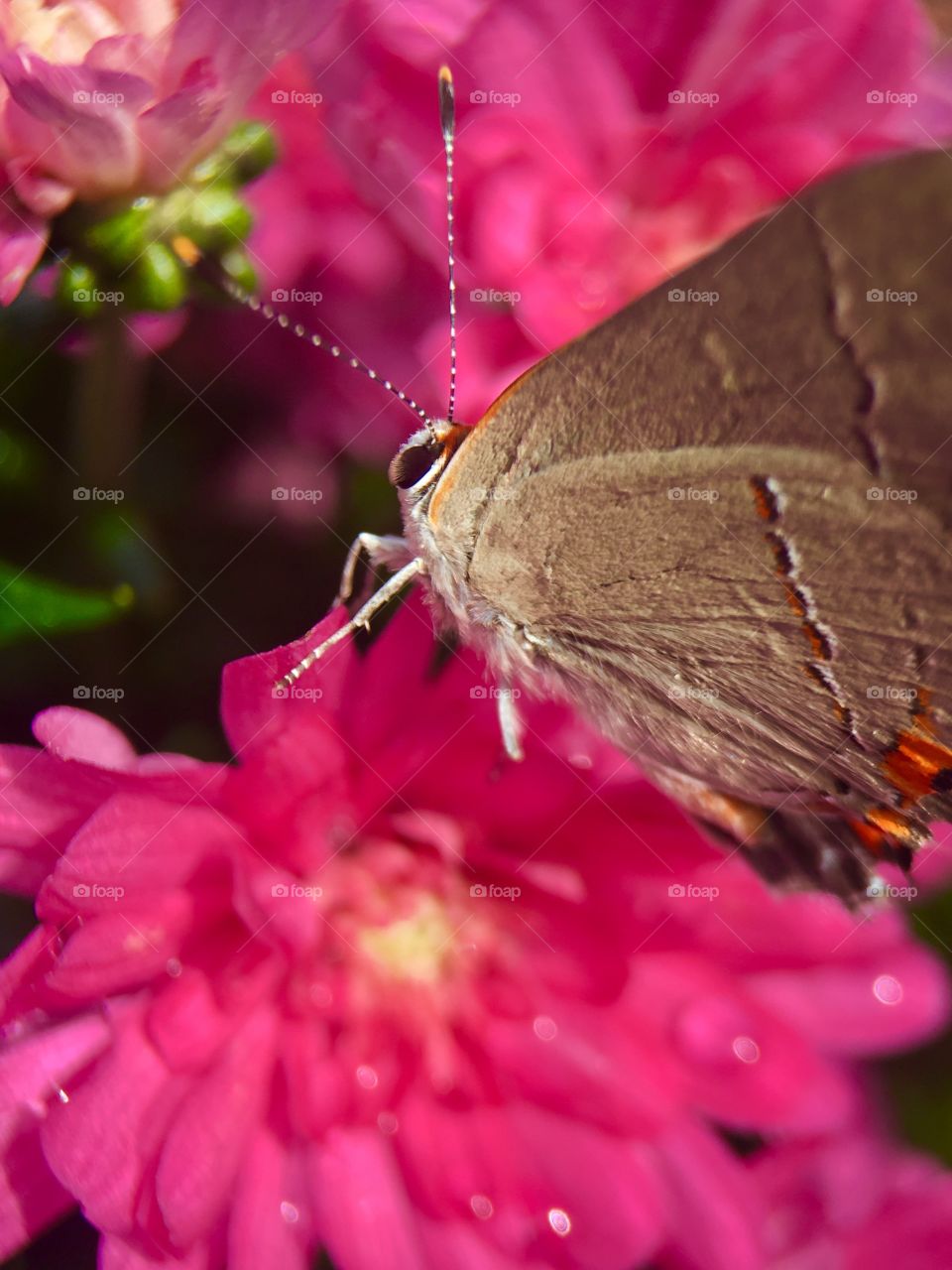 Close-up of butterfly