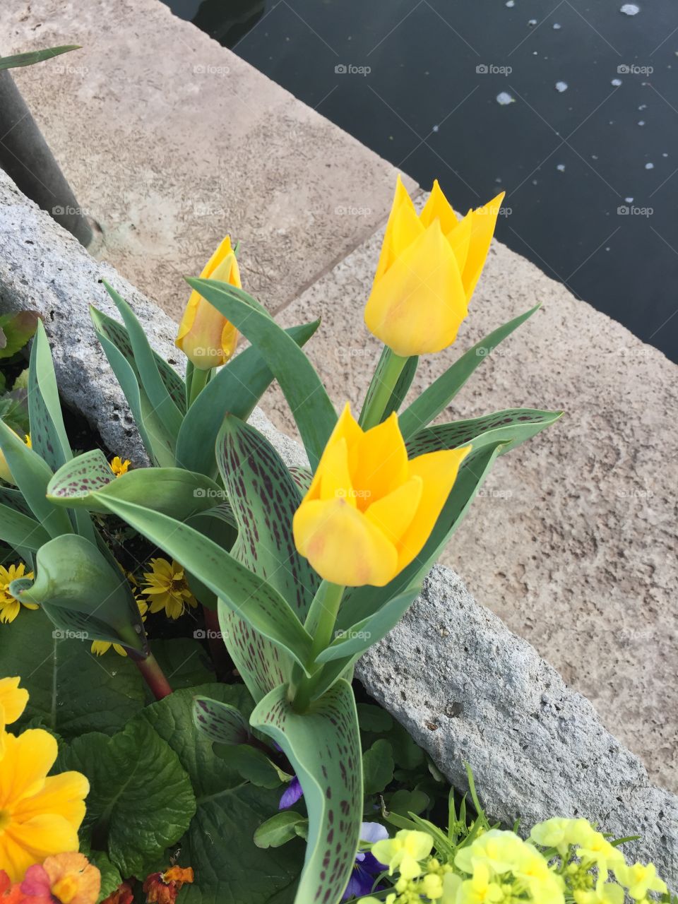 Three beautiful yellow flowers 