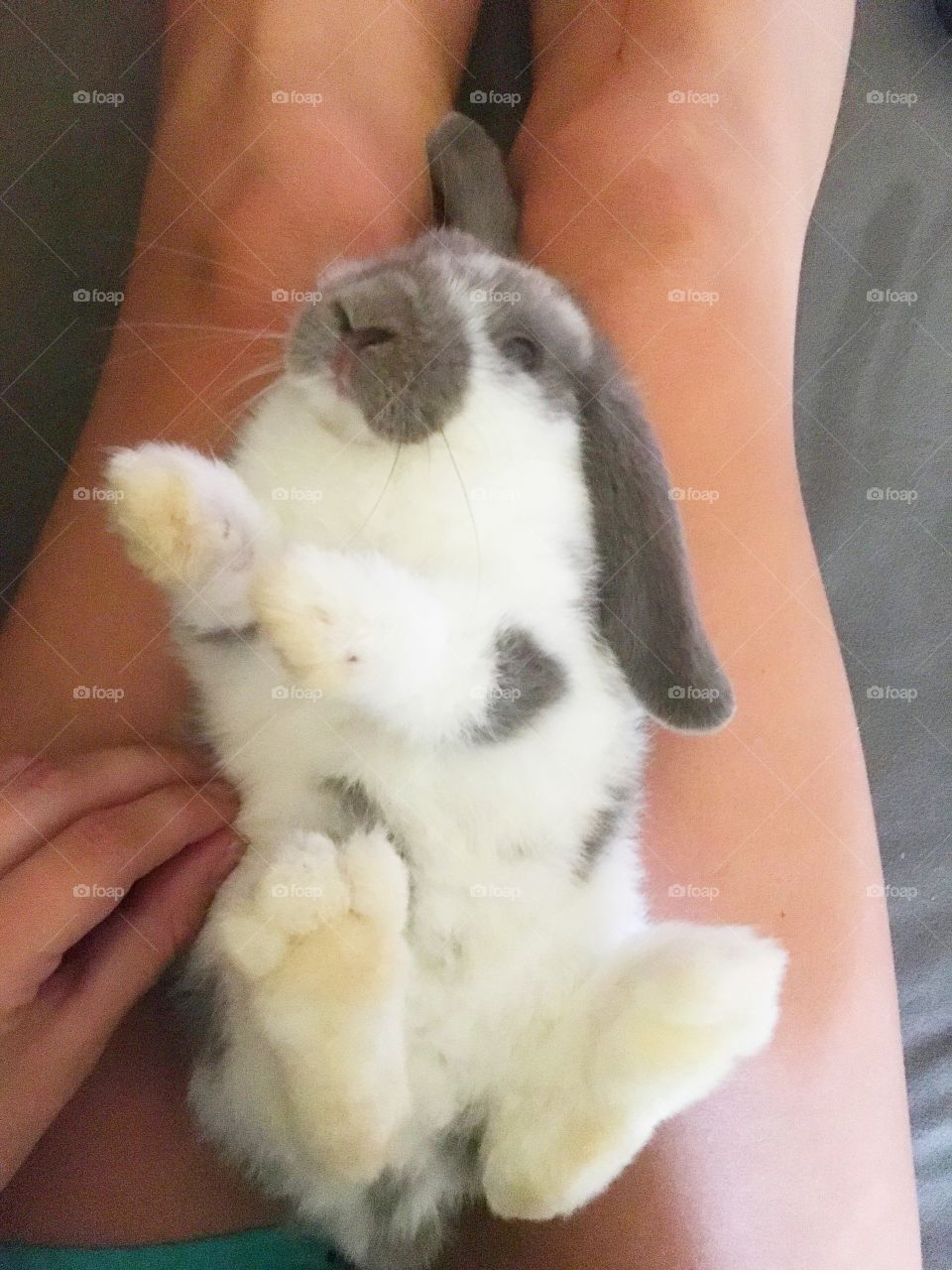 Thumper loves his belly rubbed! 