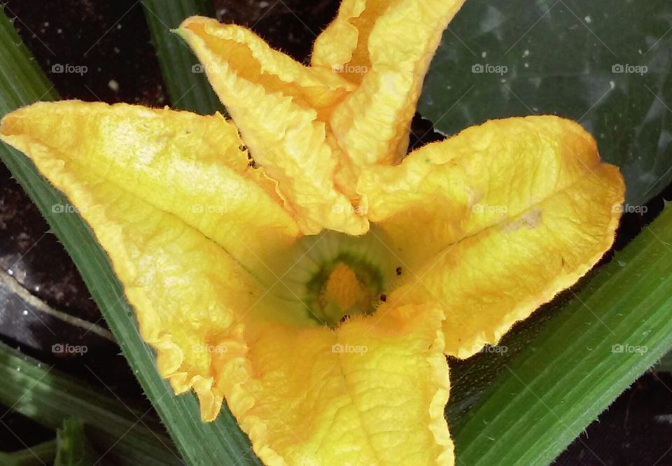 Zucchini season begins. the first flower on the zucchini plant