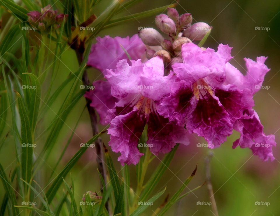 Pink Flowering Tree in Spring
