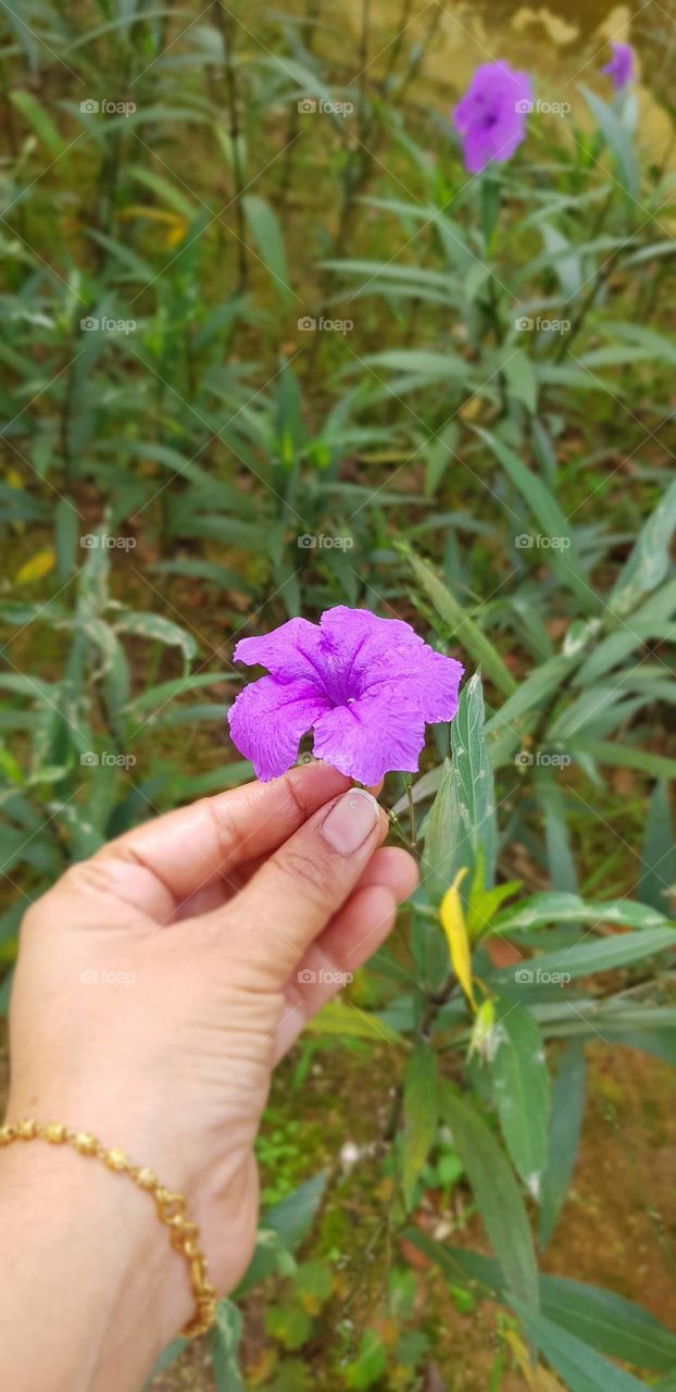 beautiful flower plants in the garden