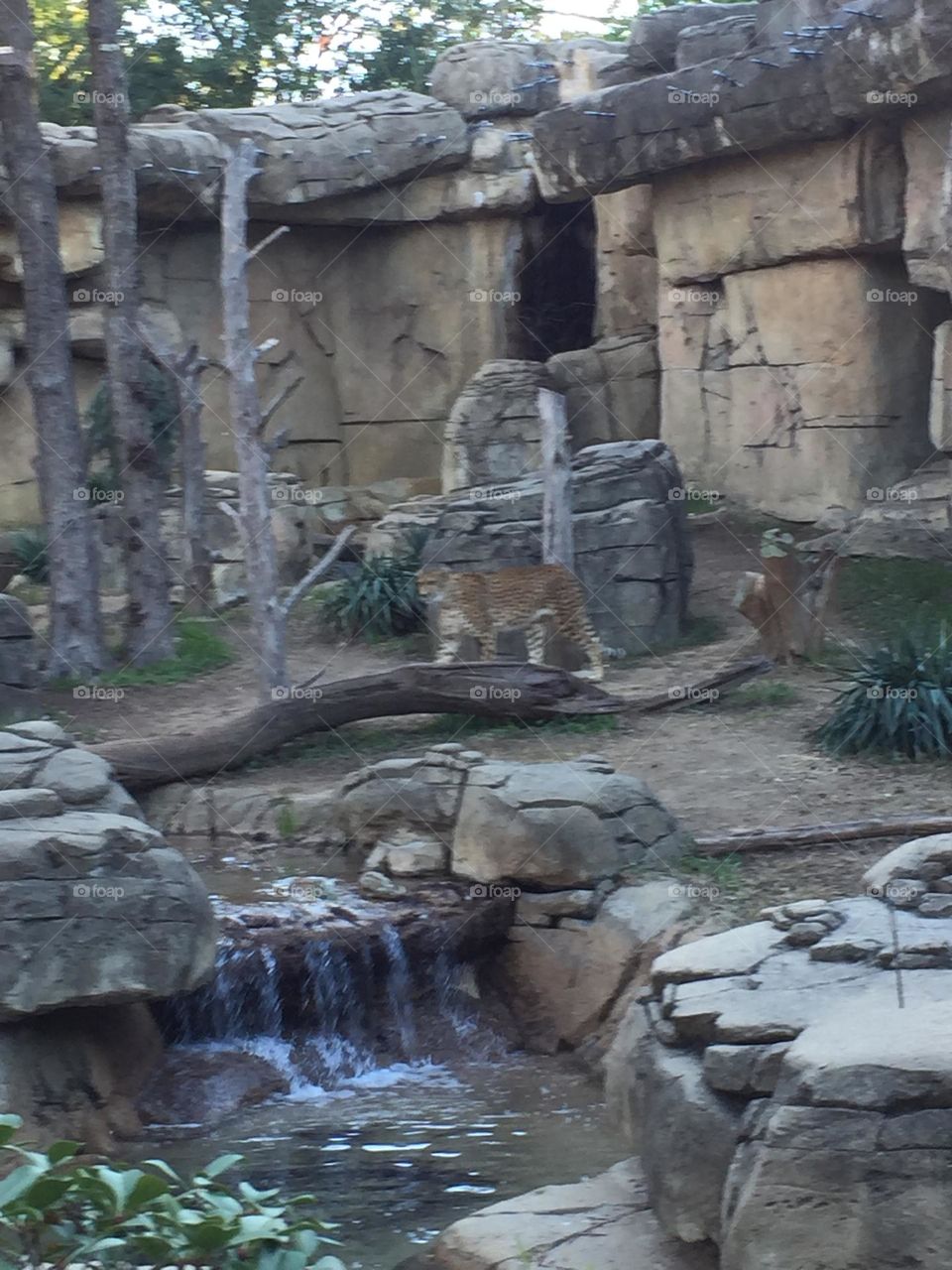 Cheetah getting its pictures 