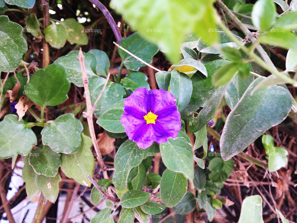 green spring yellow flower by a.bilbaisi