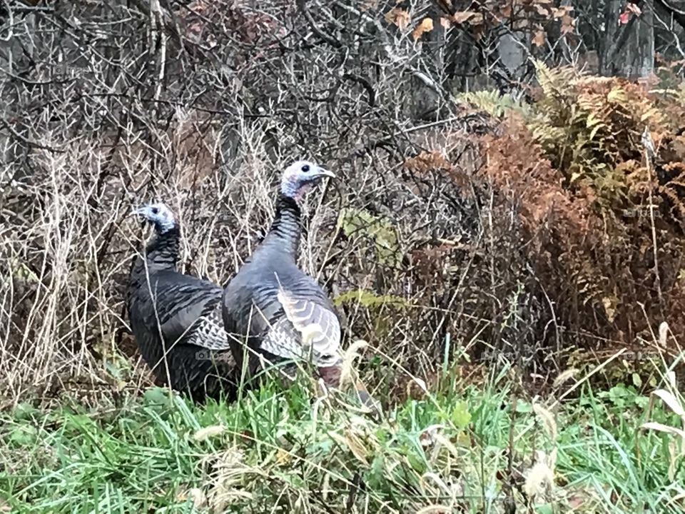 Turkeys in Fall