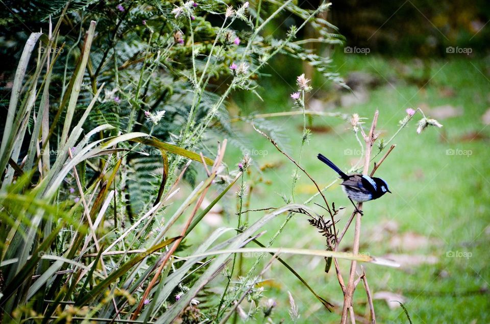 Blue wren