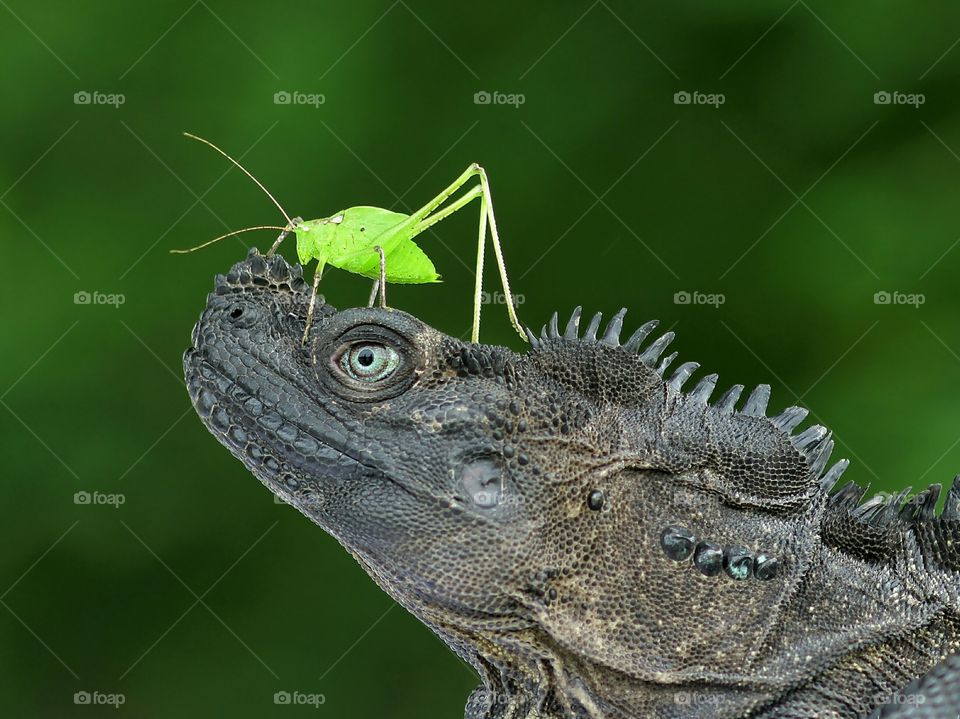 Sailfin Dragon And Grasshopper