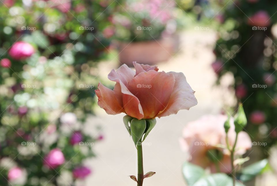 Portrait of a rose in a garden