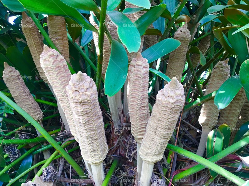 Fruit, perhaps  Monstera deliciosa