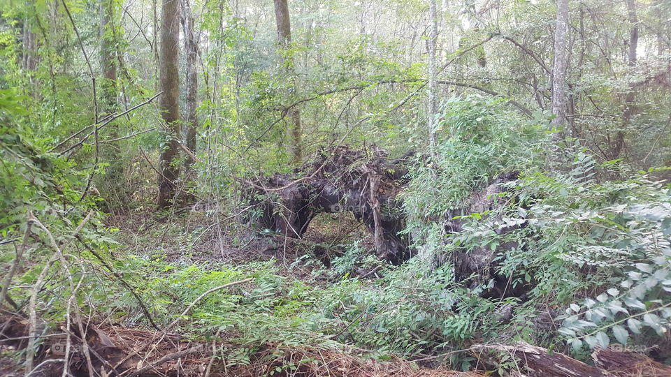 big thicket